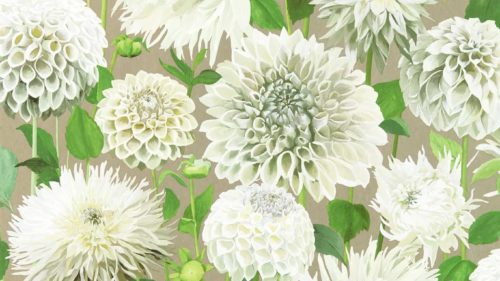 Dahlia  112844